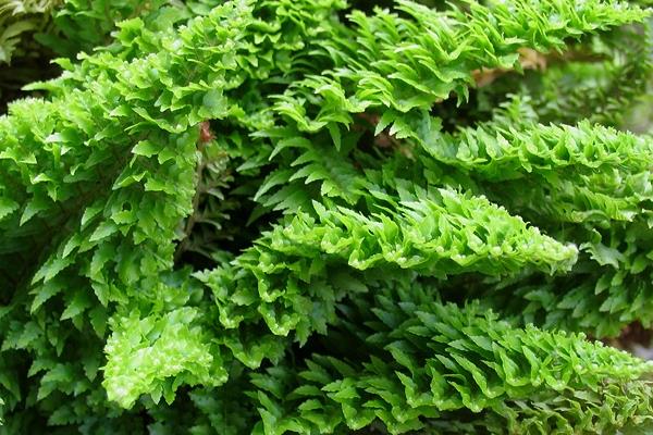 波斯頓蕨有毒嗎 波斯頓蕨能放在室內臥室嗎