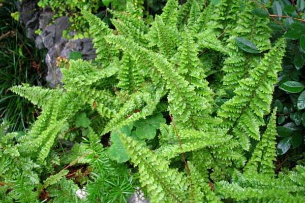 波斯頓蕨有毒嗎 波斯頓蕨能放在室內臥室嗎