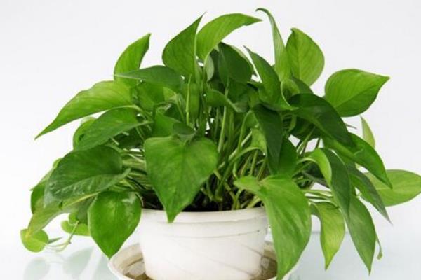 波斯頓蕨有毒嗎 波斯頓蕨能放在室內臥室嗎