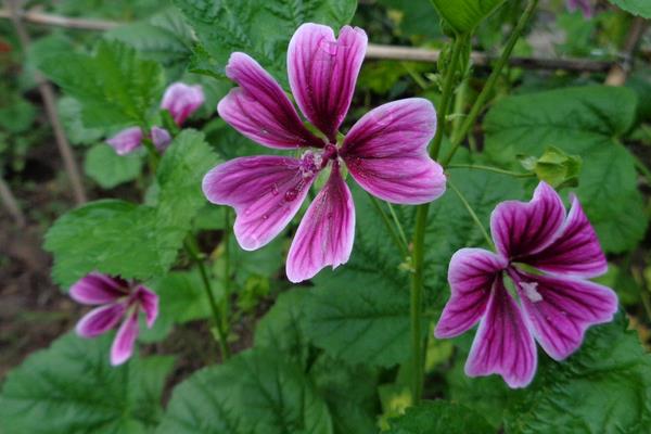 錦葵功效與作用及禁忌 錦葵藥用價值