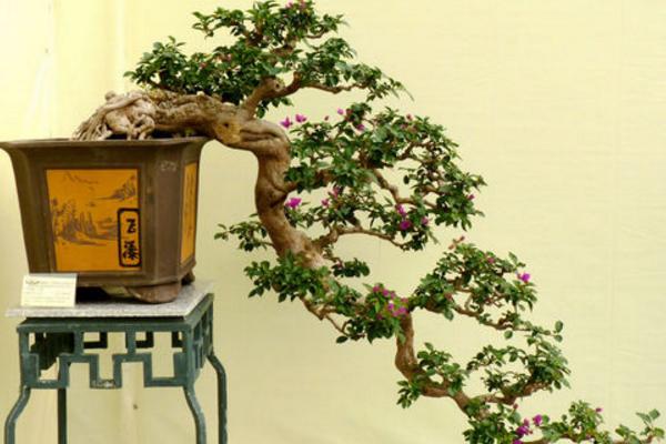 三角梅怎么快速長粗 三角梅怎么施肥