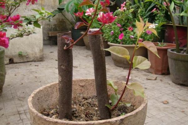 三角梅怎么快速長粗 三角梅怎么施肥