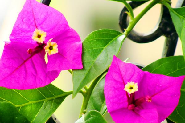 三角梅怎么快速長粗 三角梅怎么施肥