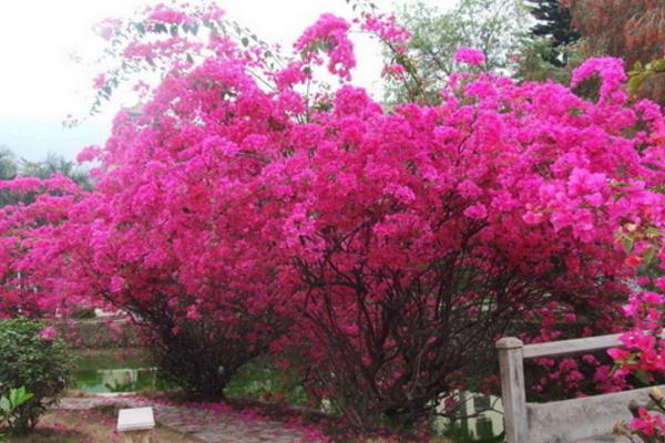 三角梅怎么快速長粗 三角梅怎么施肥