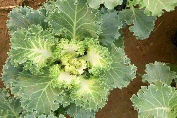 羽衣甘藍市場價格多少錢一斤 羽衣甘藍的食用價值