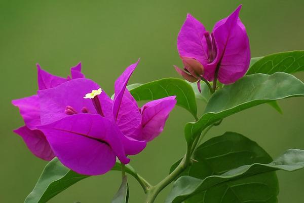 三角梅什么時候開花 三角梅花期是幾月