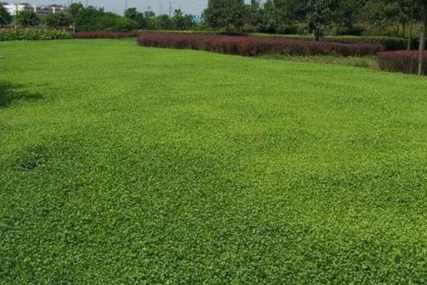 馬蹄金草皮（草坪）需要修剪嗎 馬蹄金草皮（草坪）的種植方法