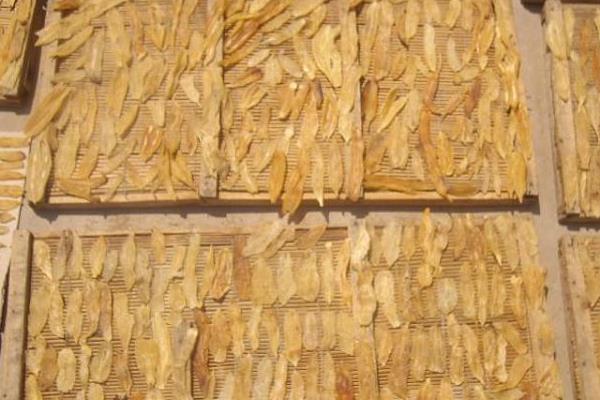 天門冬市場價格多少錢一斤 天門冬的挑選方法