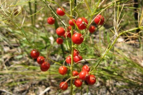 天門冬泡水喝的功效與作用及禁忌  天門冬的功效和作用