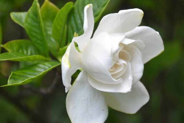 梔子花有哪些顏色 梔子花有哪些品種