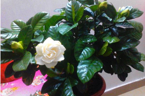 梔子花有哪些顏色 梔子花有哪些品種