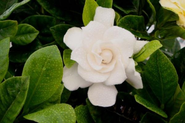 梔子花有哪些顏色 梔子花有哪些品種