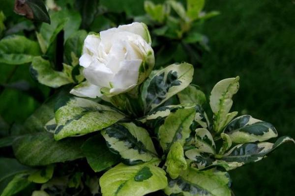 梔子花有哪些顏色 梔子花有哪些品種