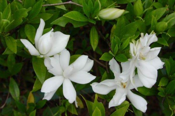 梔子花有哪些顏色 梔子花有哪些品種