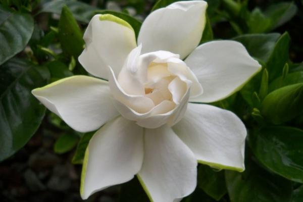 梔子花有哪些顏色 梔子花有哪些品種