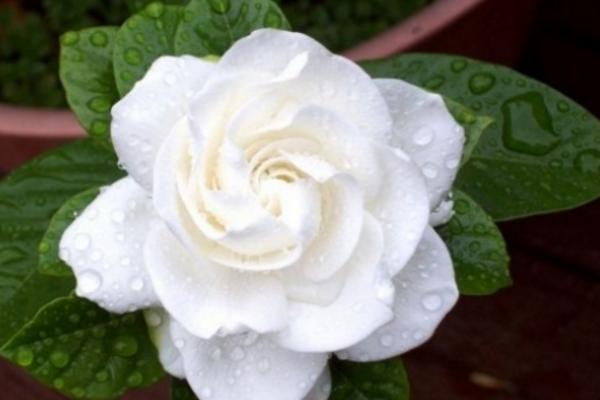 梔子花有哪些顏色 梔子花有哪些品種