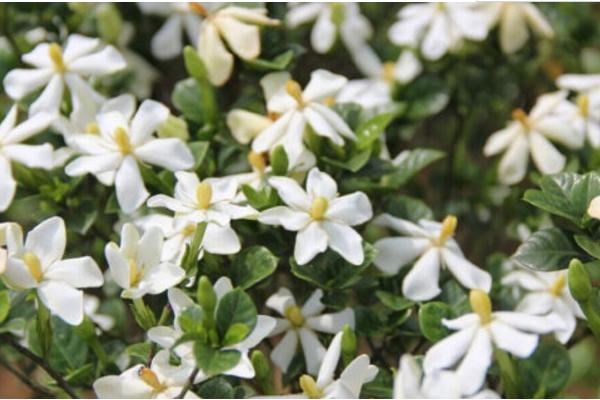 梔子花有哪些顏色 梔子花有哪些品種