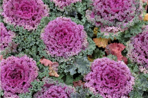 羽衣甘藍圖片大全 羽衣甘藍是什么菜