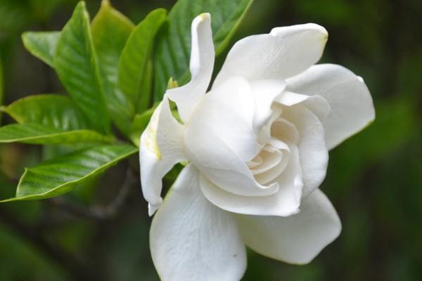 梔子花有毒嗎 梔子花可以放室內臥室嗎