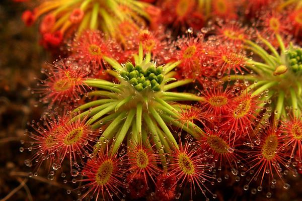 茅膏菜怎么養(yǎng) 茅膏菜養(yǎng)殖方法與注意事項