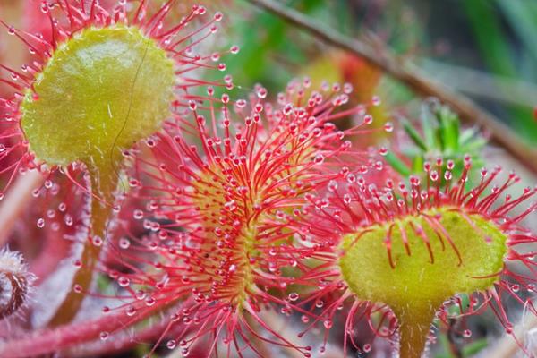 茅膏菜怎么養(yǎng) 茅膏菜養(yǎng)殖方法與注意事項