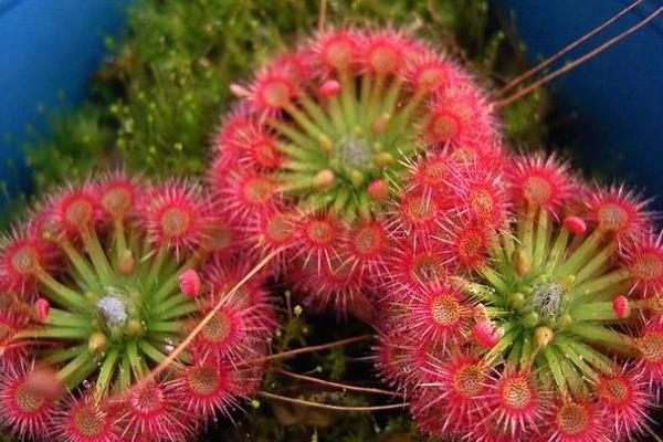 茅膏菜怎么養(yǎng) 茅膏菜養(yǎng)殖方法與注意事項