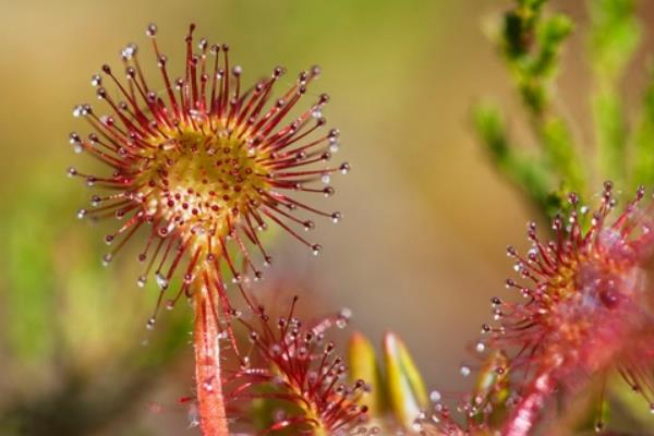 茅膏菜怎么養(yǎng) 茅膏菜養(yǎng)殖方法與注意事項