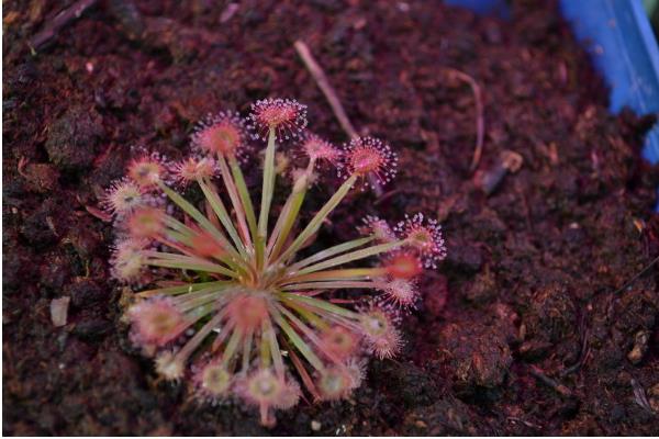 茅膏菜怎么養(yǎng) 茅膏菜養(yǎng)殖方法與注意事項