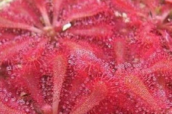 茅膏菜怎么養(yǎng) 茅膏菜養(yǎng)殖方法與注意事項