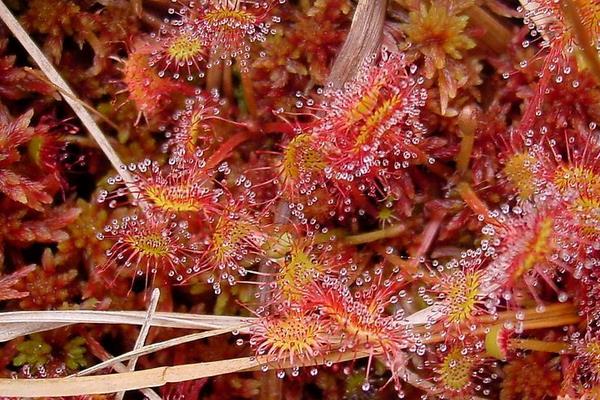茅膏菜怎么養(yǎng) 茅膏菜養(yǎng)殖方法與注意事項