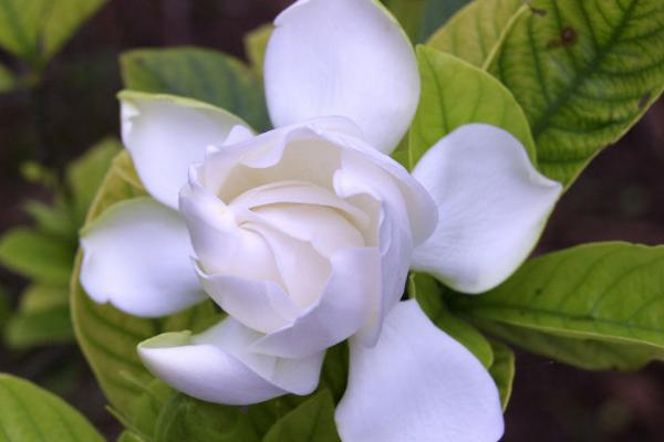 梔子花有毒嗎 梔子花可以放室內臥室嗎