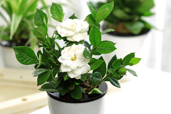 梔子花有毒嗎 梔子花可以放室內臥室嗎