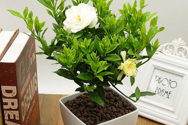 梔子花有毒嗎 梔子花可以放室內臥室嗎