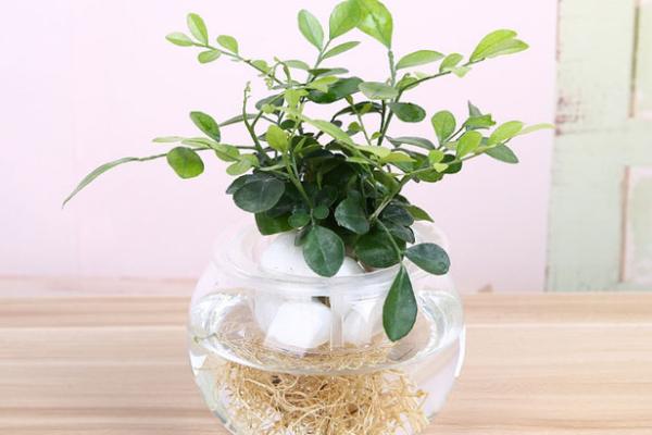 梔子花有毒嗎 梔子花可以放室內臥室嗎