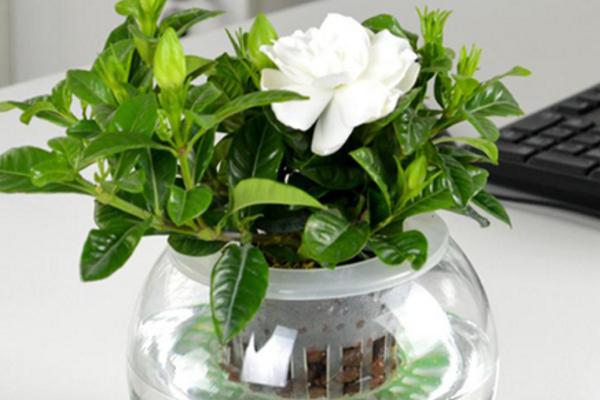 梔子花有毒嗎 梔子花可以放室內臥室嗎