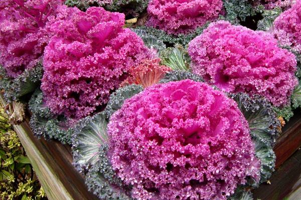 羽衣甘藍(lán)種子市場(chǎng)價(jià)格多少錢一斤  羽衣甘藍(lán)的播種繁殖