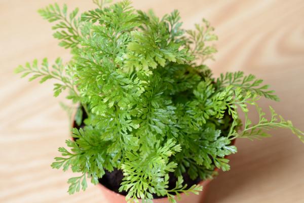 狼尾蕨可以水培養殖嗎 狼尾蕨栽培技術