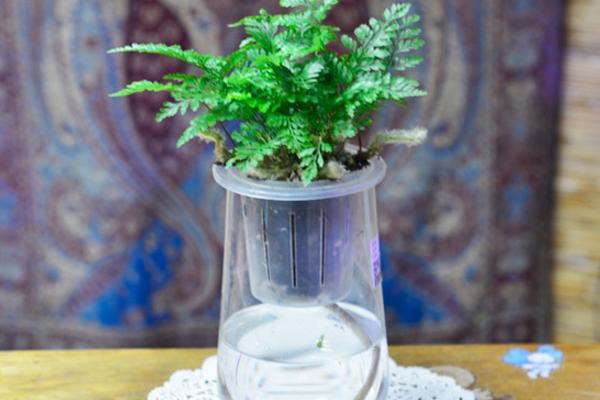 狼尾蕨可以水培養殖嗎 狼尾蕨栽培技術