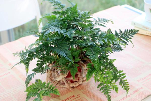 狼尾蕨可以水培養殖嗎 狼尾蕨栽培技術