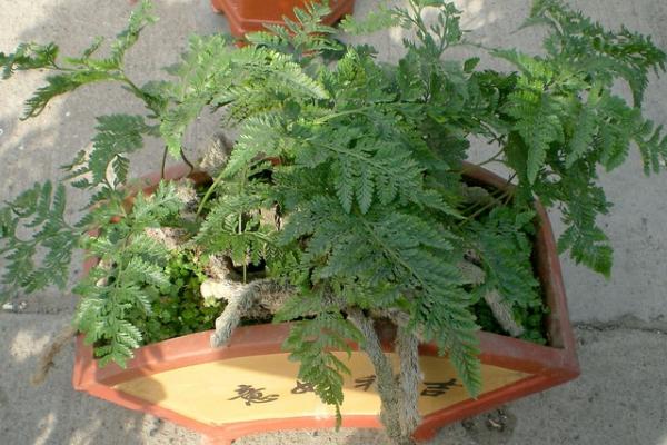 狼尾蕨可以水培養殖嗎 狼尾蕨栽培技術