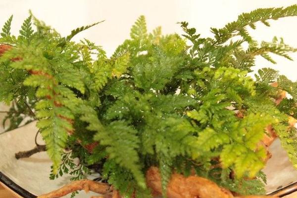 狼尾蕨可以水培養殖嗎 狼尾蕨栽培技術