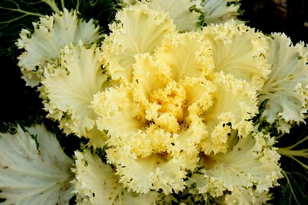 羽衣甘藍(lán)和普通甘藍(lán)的區(qū)別是什么 羽衣甘藍(lán)可以吃嗎