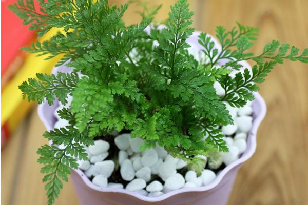 狼尾蕨市場價格多少錢一盆 狼尾蕨的養殖方法