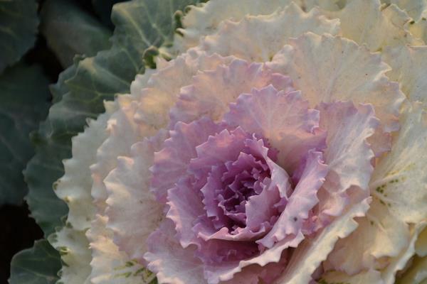 羽衣甘藍(lán)和普通甘藍(lán)的區(qū)別是什么 羽衣甘藍(lán)可以吃嗎