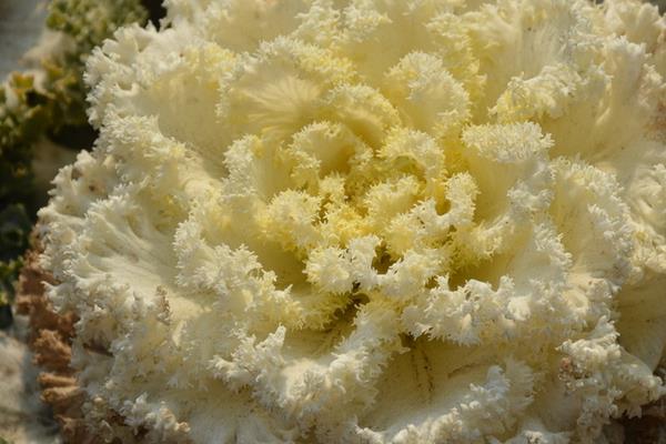 羽衣甘藍(lán)和普通甘藍(lán)的區(qū)別是什么 羽衣甘藍(lán)可以吃嗎