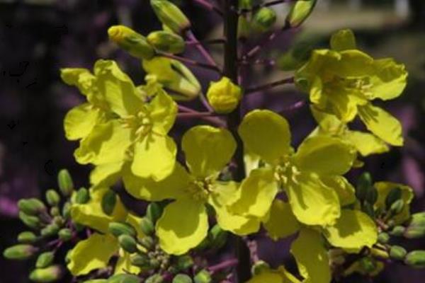 羽衣甘藍(lán)和普通甘藍(lán)的區(qū)別是什么 羽衣甘藍(lán)可以吃嗎