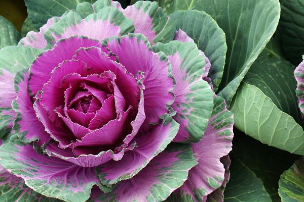 羽衣甘藍(lán)和普通甘藍(lán)的區(qū)別是什么 羽衣甘藍(lán)可以吃嗎