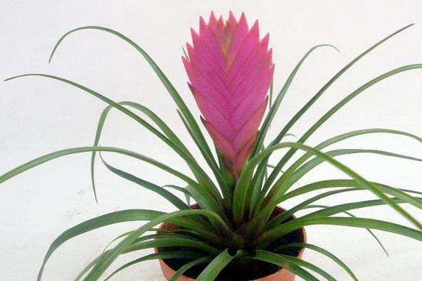 鐵蘭有毒嗎 鐵蘭可以放室內(nèi)臥室嗎