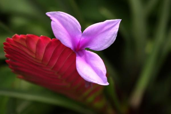鐵蘭花朵變綠的原因及解決方法  鐵蘭開花后怎么養(yǎng)護