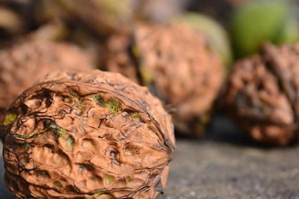 黑核桃好還是白核桃好 吃核桃的功效和好處